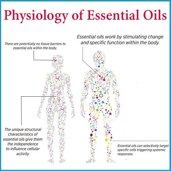 Physiology-of-Essential-oils